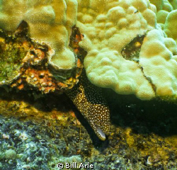 Moray-Big Island, HI by Bill Arle 